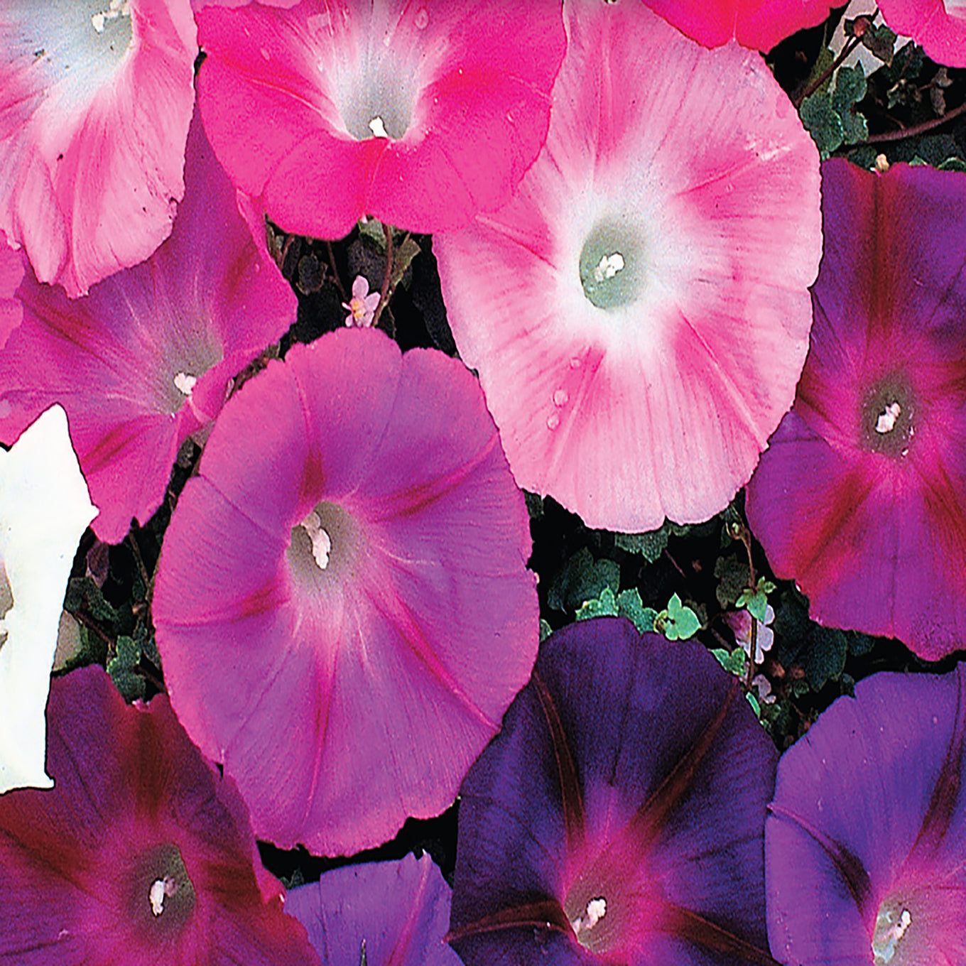 An image displaying vibrant morning glory flowers in various colors including pink, purple, and white.