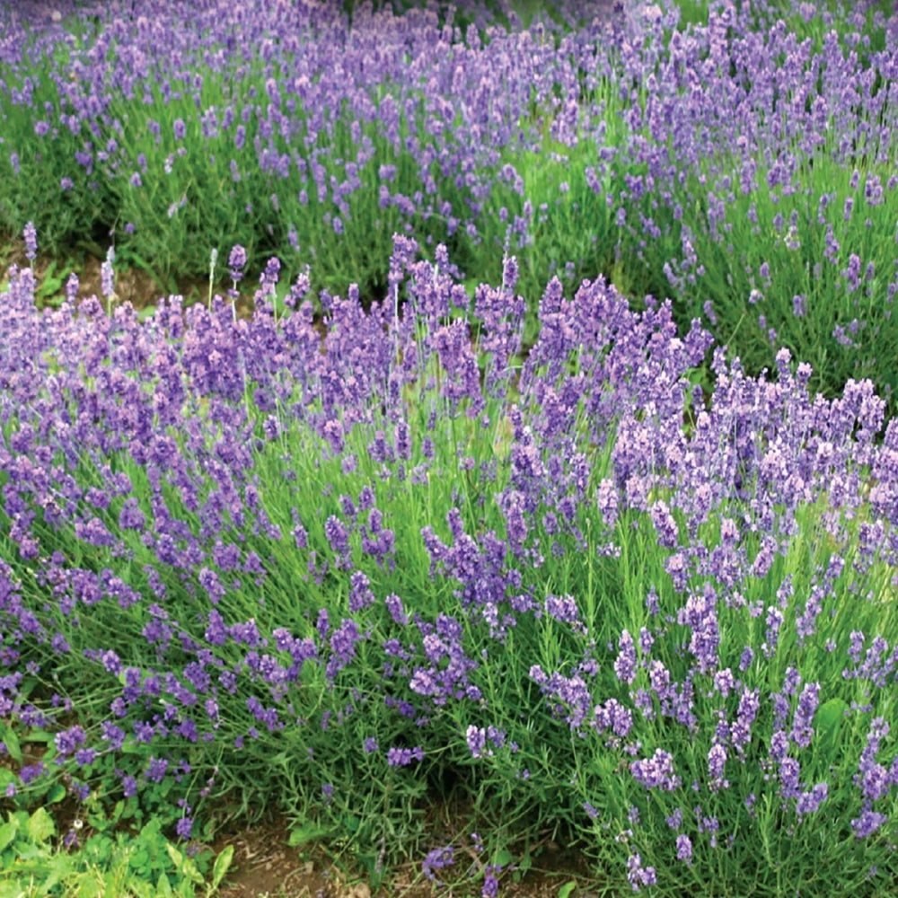 lavender seeds per pound Lavender True Herb Seeds from Ferry-Morse Seeds