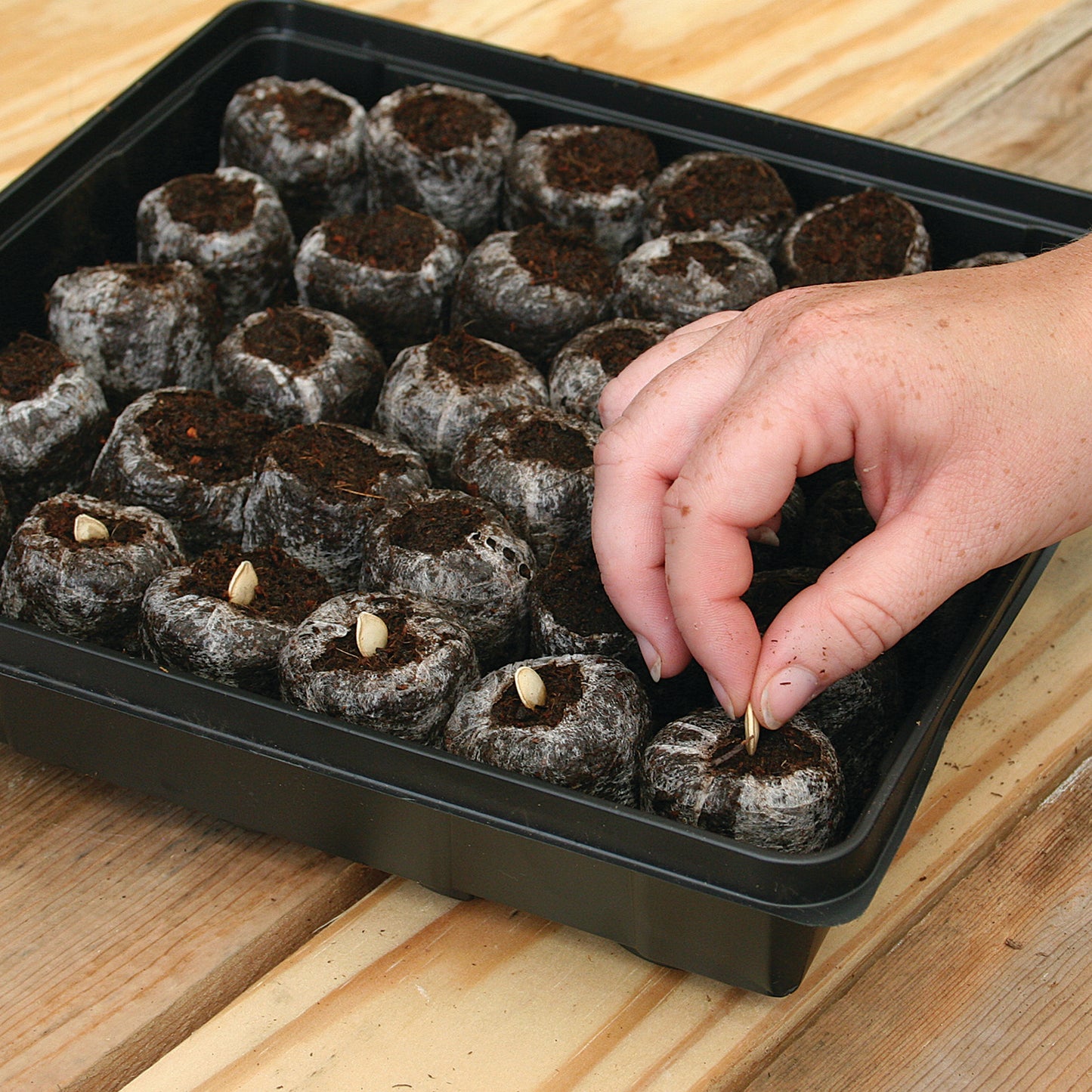 After peat pellet discs have expanded, sow your seeds following the directions on each individual seeds packet that you are using.
