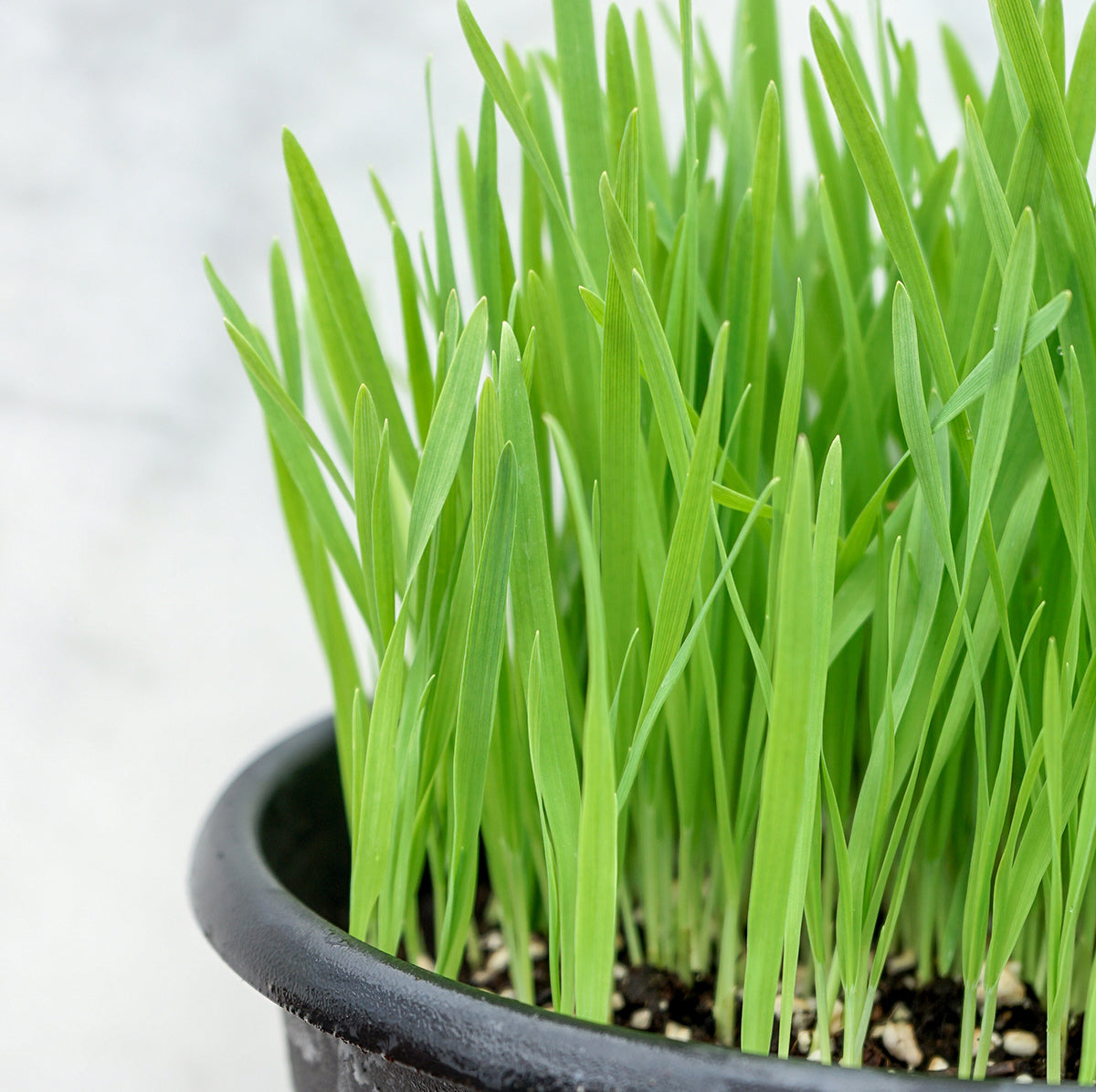 A pot filled with green cat grass growing indoors.