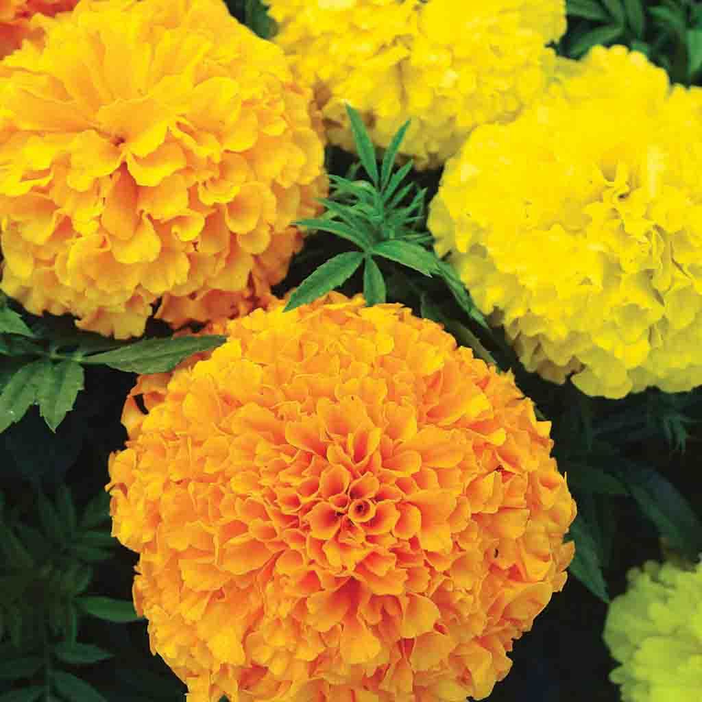 Orange Marigold Flower orange-marigold-flower