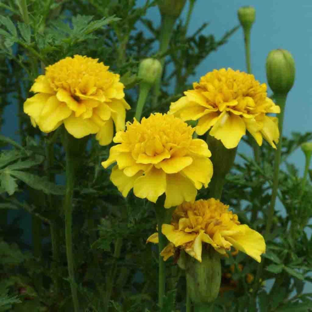 marigold yellow flower seeds Marigold Petite Yellow Seeds 500mg from Ferry-Morse Seeds