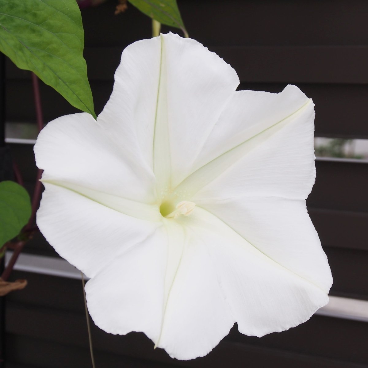 Moonflower Evening Glory Seeds 2.6g from Ferry-Morse Seeds