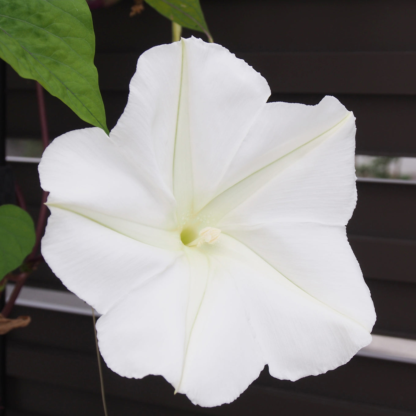 Moonflower White Evening Glory Flower Close-up