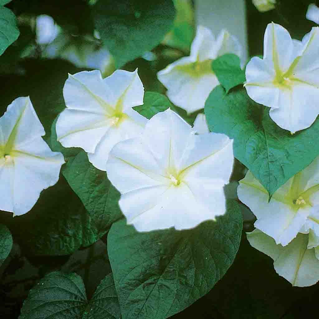 Moonflower White Evening Glory Flower
