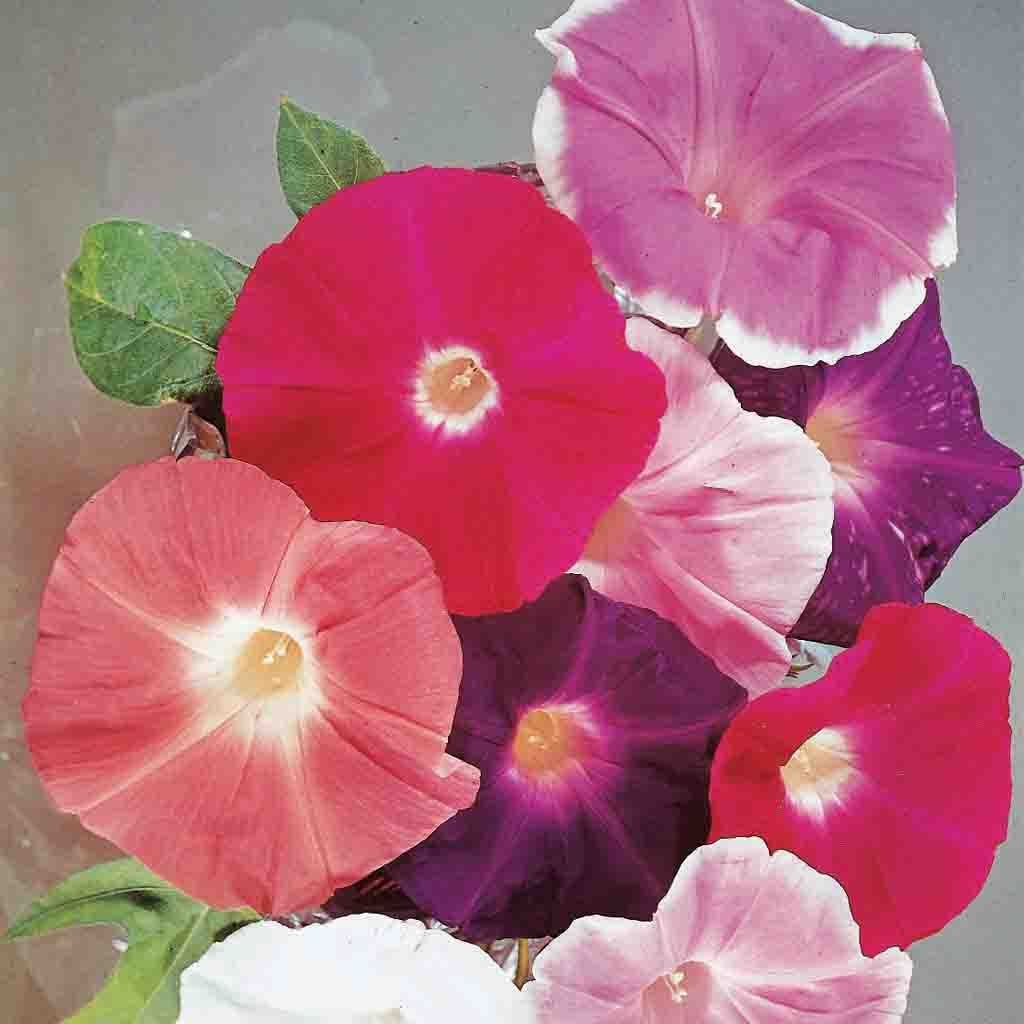 morning glory seeds dosage Morning Glory, Giant Mixed Colors Seeds, 2.2g