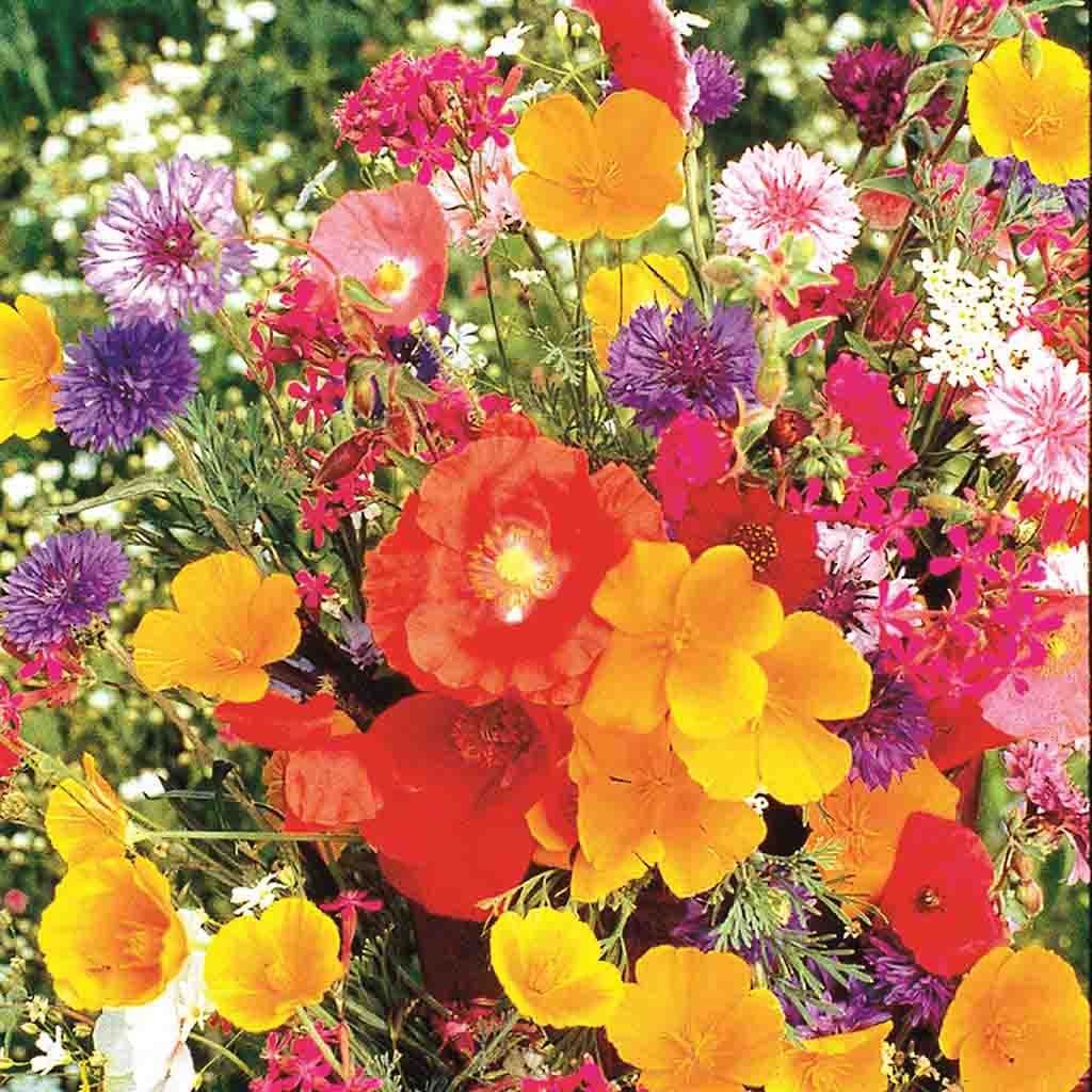 garden mix seeds Old Fashioned Garden Mix Seeds 1.9g from Ferry-Morse Seeds