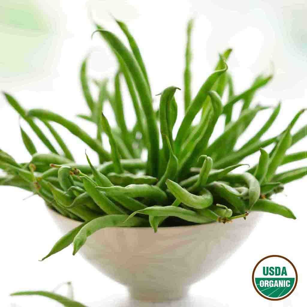 plant green bean seeds indoors Bean, Bush Blue Lake 274 Organic Seeds
