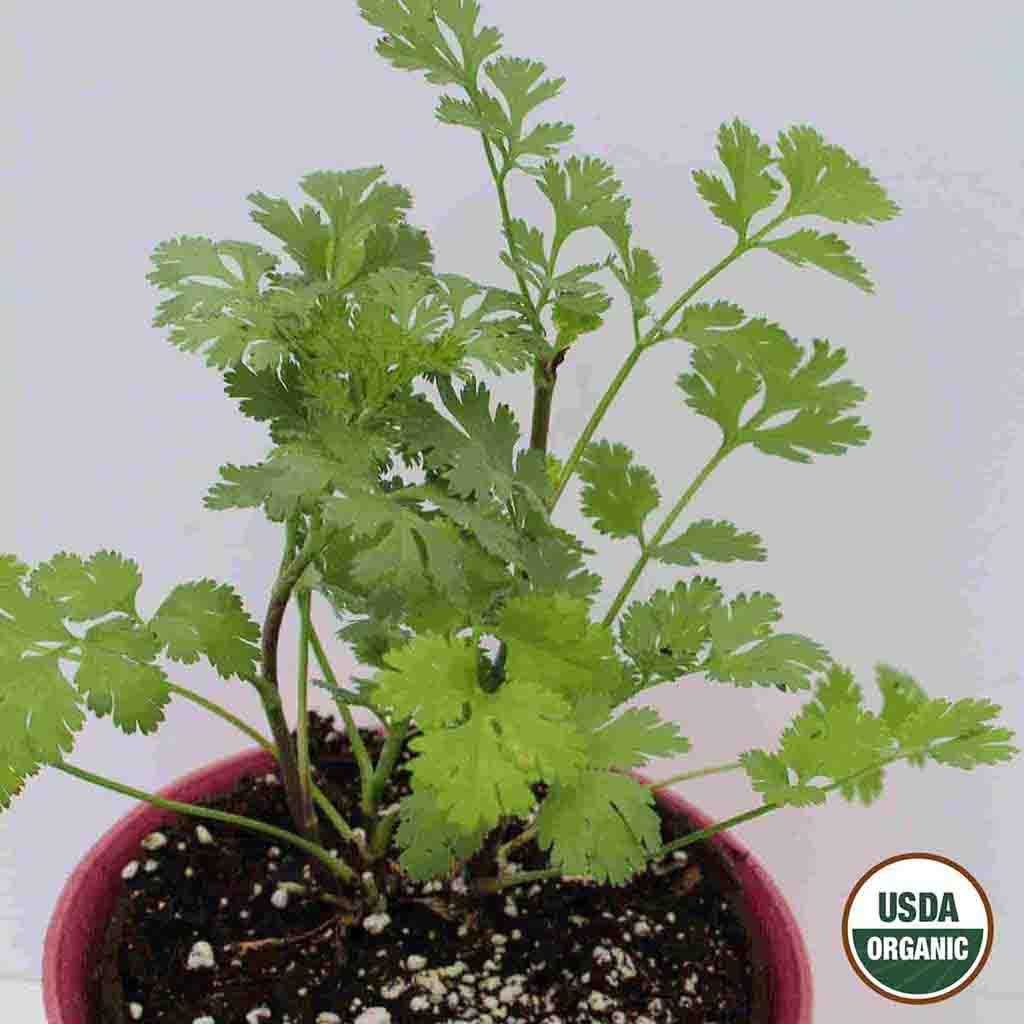 coriander seeds to plant Cilantro, Coriander Organic Seeds | Organic Cilantro