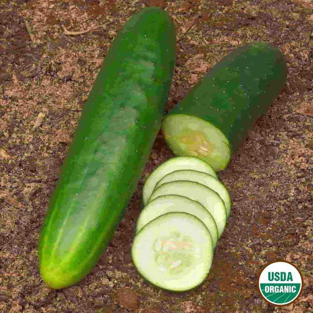 Organic Cucumber Straight Eight Seeds