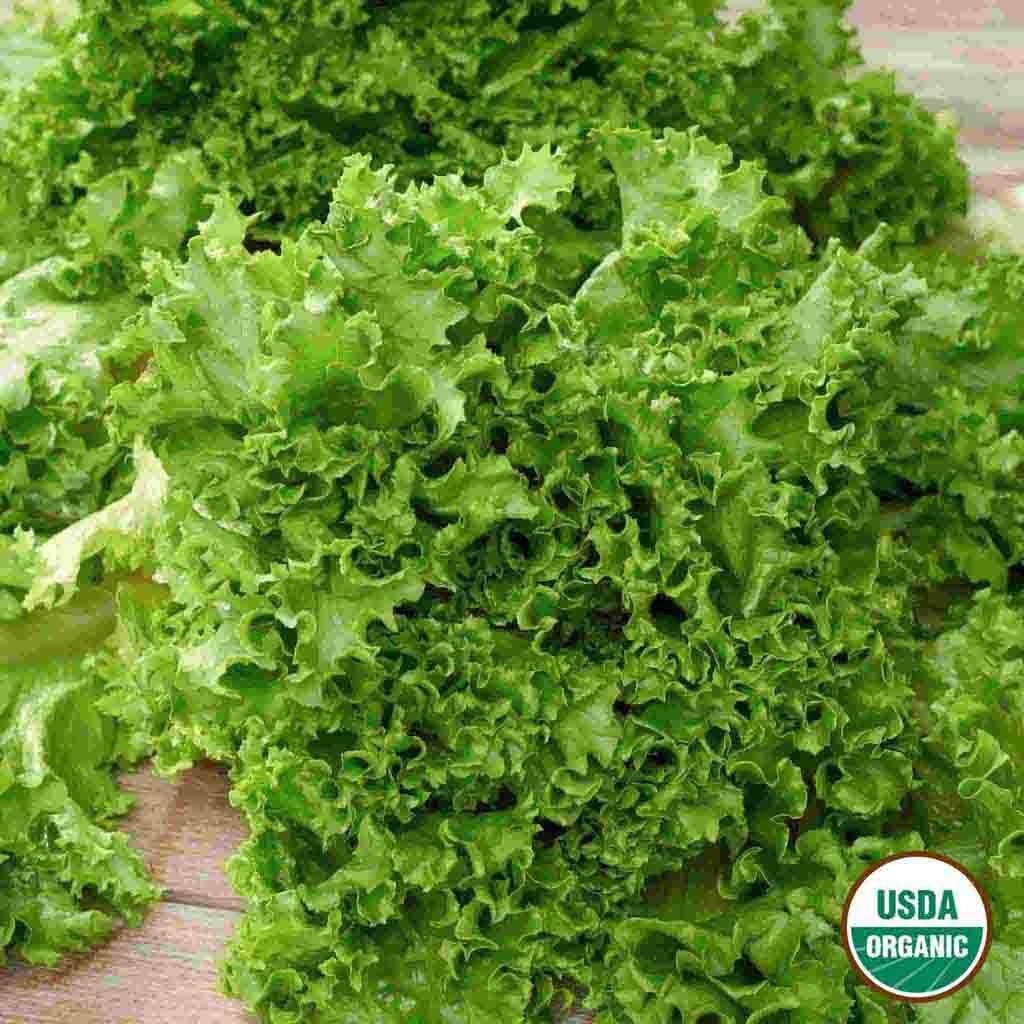 plant salad seeds Lettuce Salad Bowl Organic Seeds 1.2g from Ferry-Morse Seeds