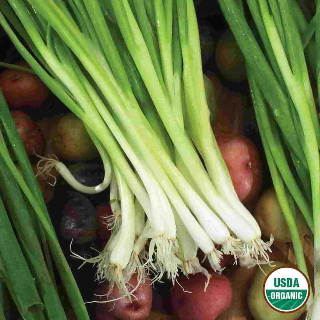 500+ Japanese Evergreen Bunching Green Onion Seeds – Welsh Nebuka, He Shi Ko, Organic, Non-GMO
