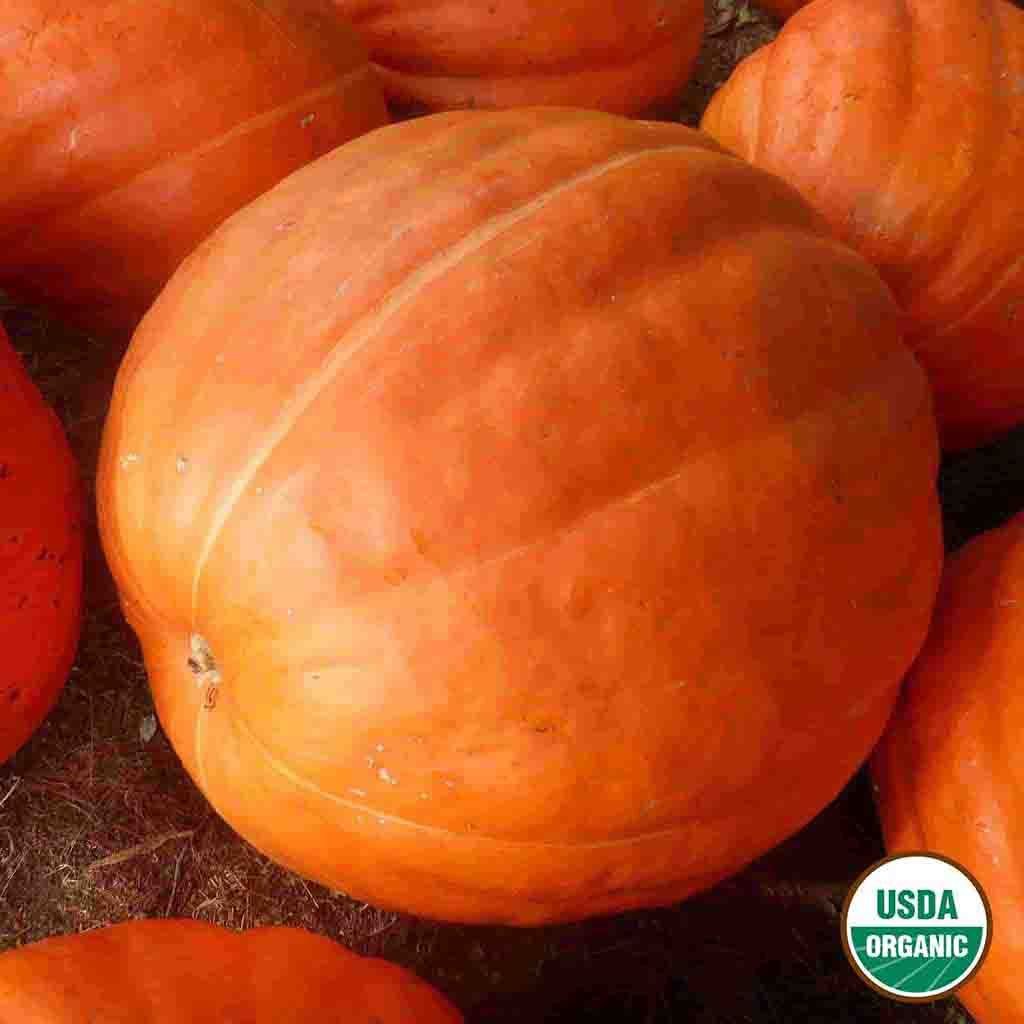 planting big max pumpkin seeds Pumpkin Big Max Annual Vegetable Organic Seeds from Ferry-Morse Seeds
