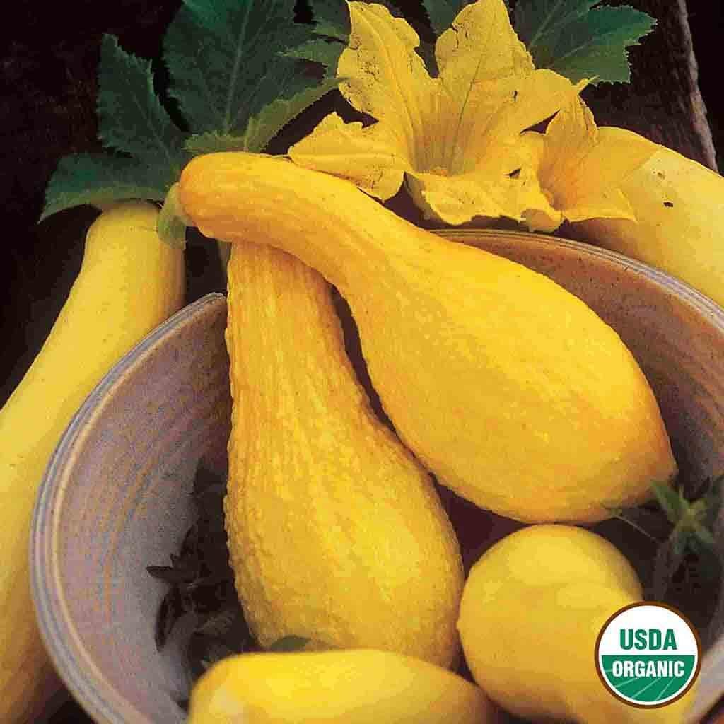 planting yellow crookneck squash seeds Squash Yellow Summer Crookneck Organic Seeds 5.3g from Ferry-Morse Seeds