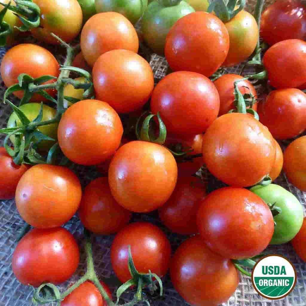 tomato plant seeds for sale Organic Sweetie Tomato Seeds from Ferry-Morse Seeds