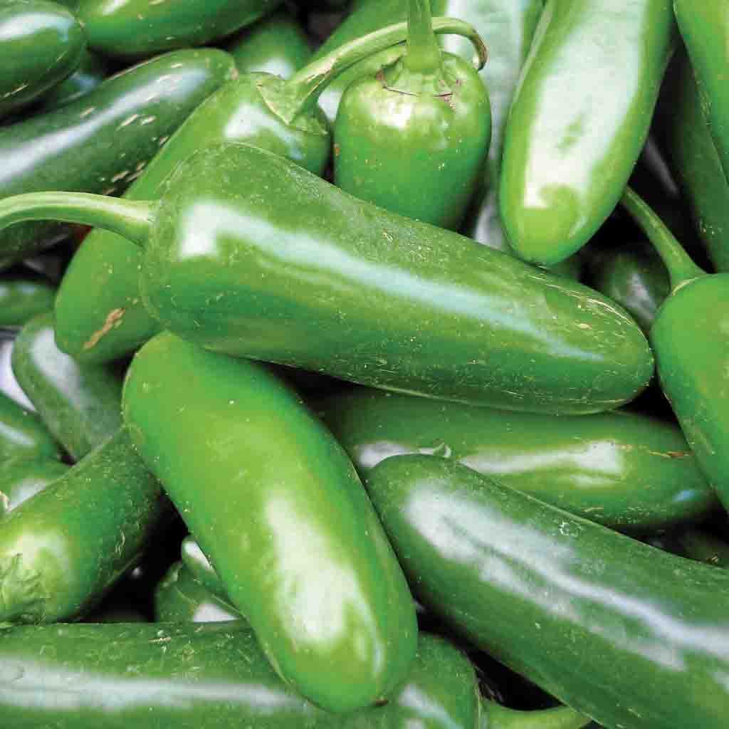 Mild Jalapeno Pepper Seeds fully grown and freshly harvested from Ferry Morse Home Gardening.