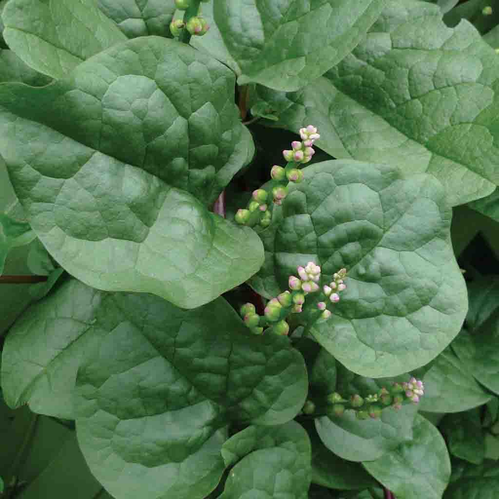 spinach plant seeds