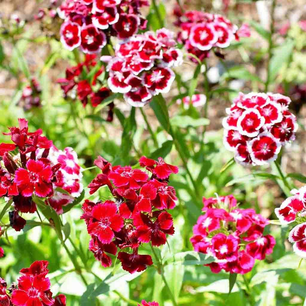 vulva flower seeds Sweet William, Tall Double Mixed Colors Seeds