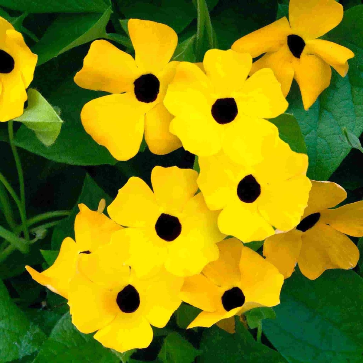 black eyed susan planting from seed Thunbergia, Black Eyed Susan Seeds, 1.2g