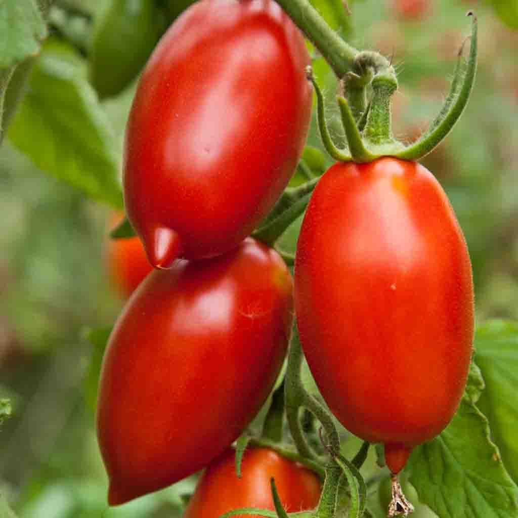 Heirloom tomato plants 2 2 to 4 LIVE PLANTS! FREE SHIPPING!