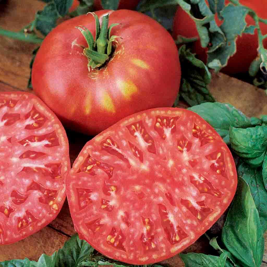 Brandywine Pink Fruited Heirloom Tomato Seeds from Ferry Morse Home Gardening Since 1856