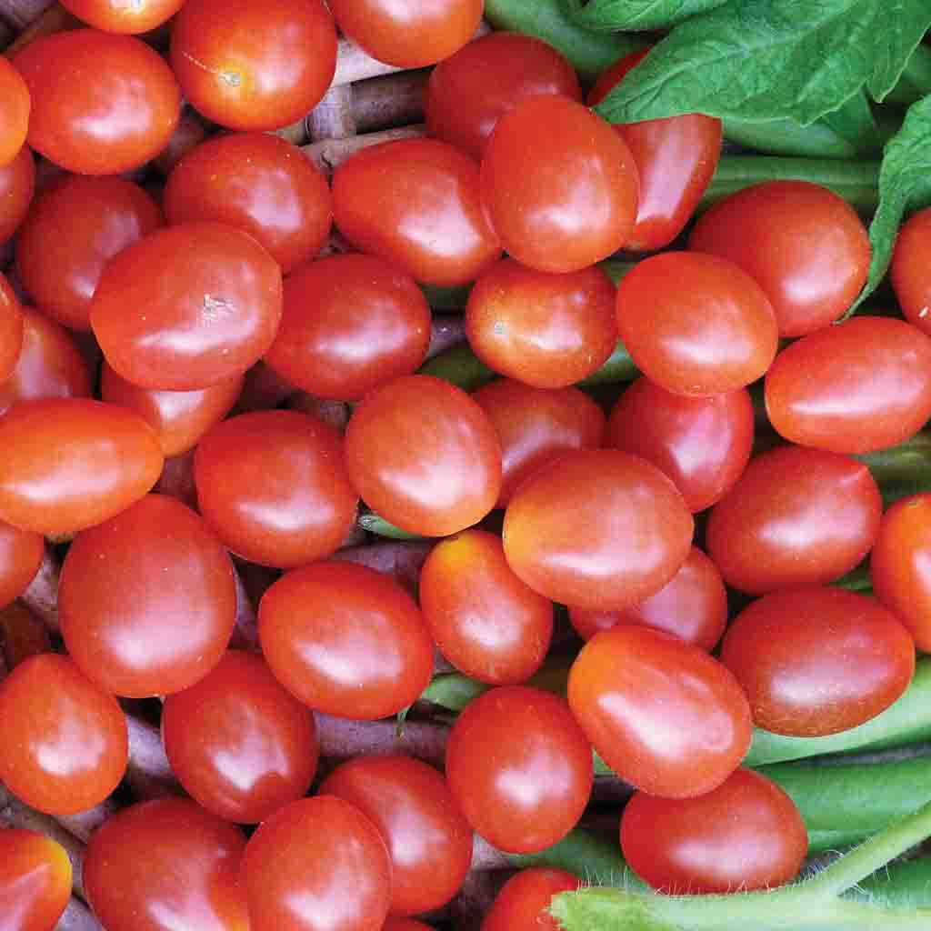 Hybrid Jelly Bean Tomato seeds fully grown and harvested. Red and ready for eating!