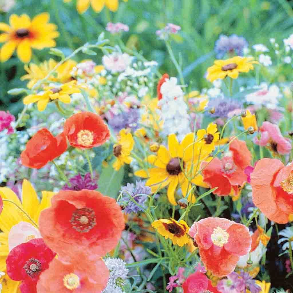 american seed bird and butterfly wildflower blend Ferry-Morse Wildflower Mixes Seeds 8.8 Gram(s)