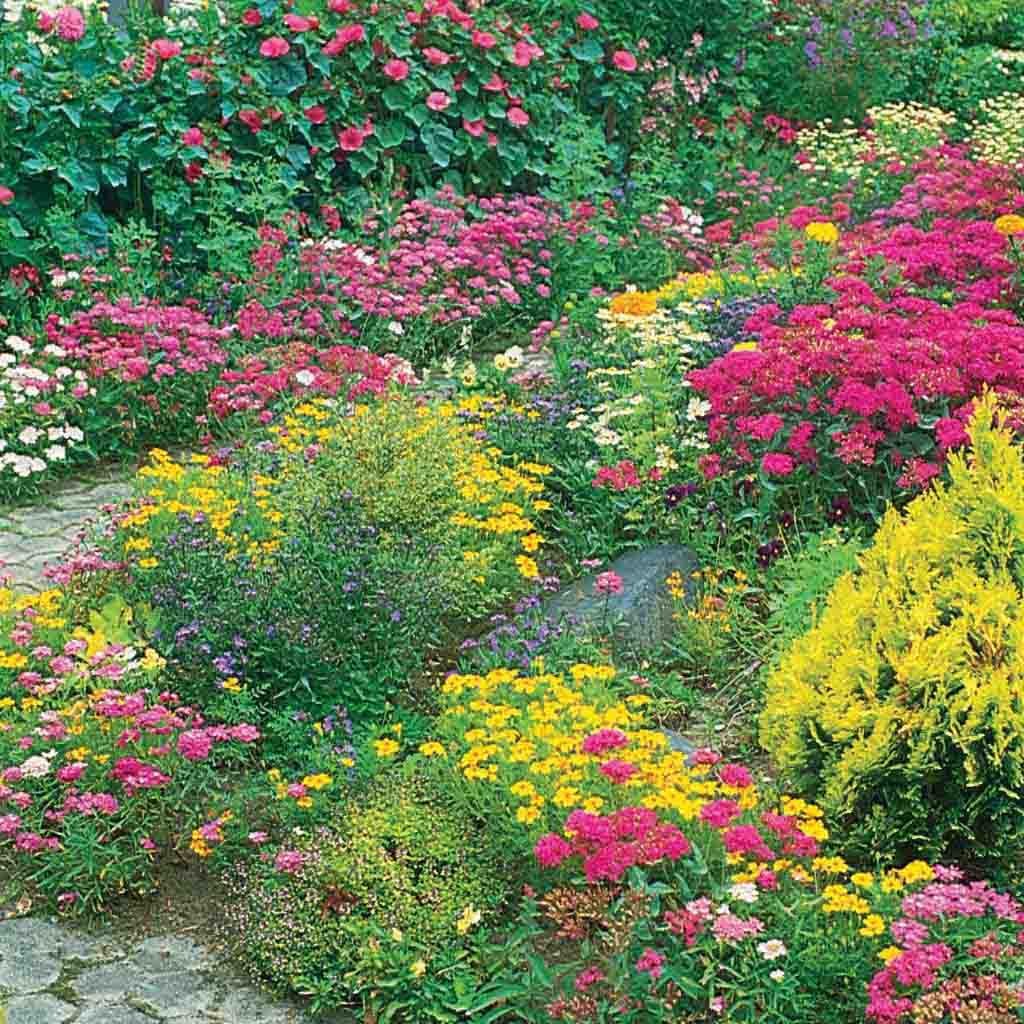 perennial wildflower mix seeds Ferry-Morse Wildflower Mixes Seeds 8.8 Gram(s)