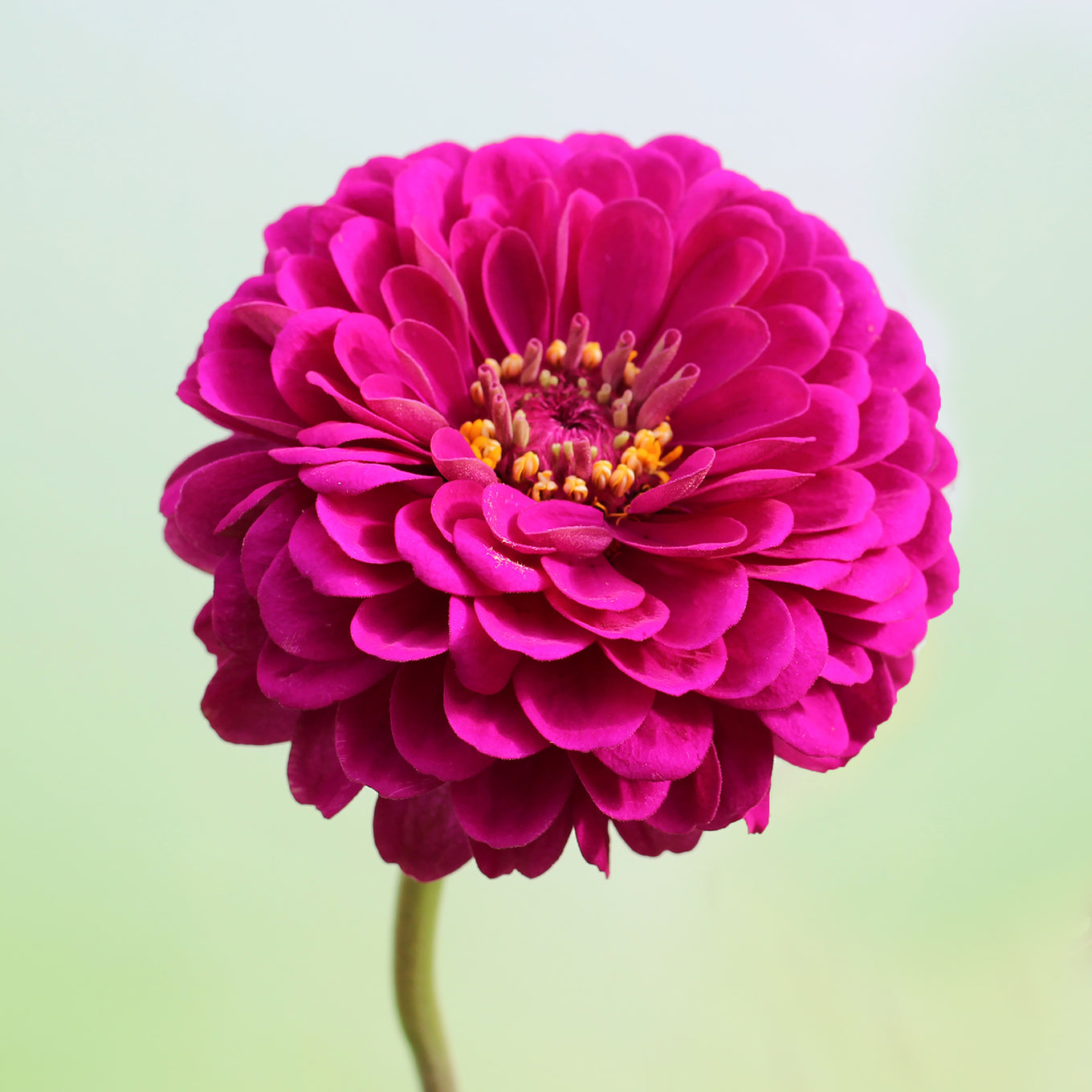 A single Giant Double Violet Queen Zinnia flower in full bloom