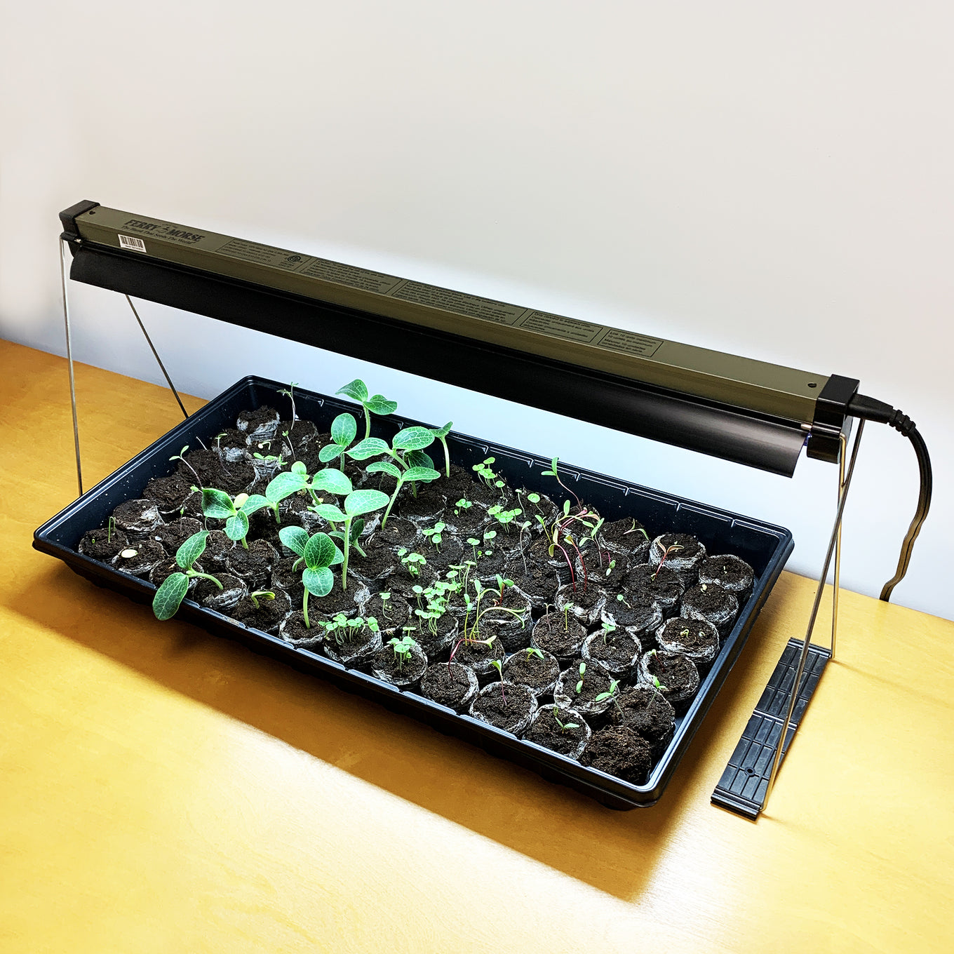 Jiffy greenhouse under a Ferry-Morse grow light