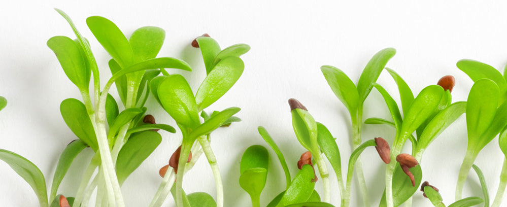 Microgreens sprouts against a white background with shadow. Close-up!