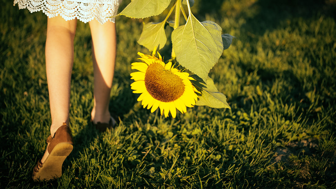 7 Tips For Growing a Sunflower Garden