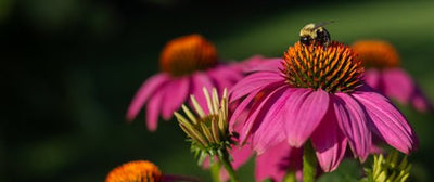 9 perennial flower seeds to plant this fall