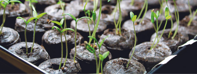 Using Grow Lights and Heat Mats to Germinate Your Seeds and Mature Your Young Plants with Ease