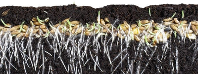 What is seed stratification?