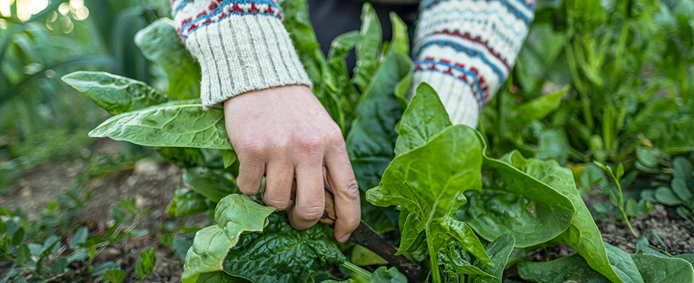 A gardener wearing a cozy sweater is out in the garden in the cool weather, harvesting some delicious looking spinach.