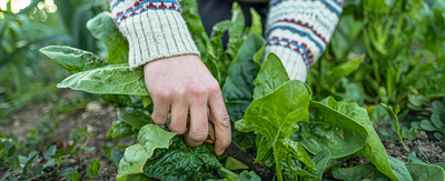 Fall gardening: What plants can I grow outdoors in fall? What should I plant in fall to enjoy in spring?