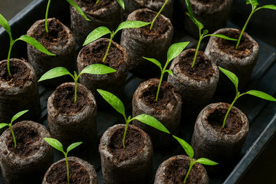 Peat pellets in tray with seedlings growing