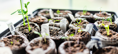 Indoor Seed Starting Using Jiffy Peat Pellet Greenhouses: A Step-by-Step Walkthrough