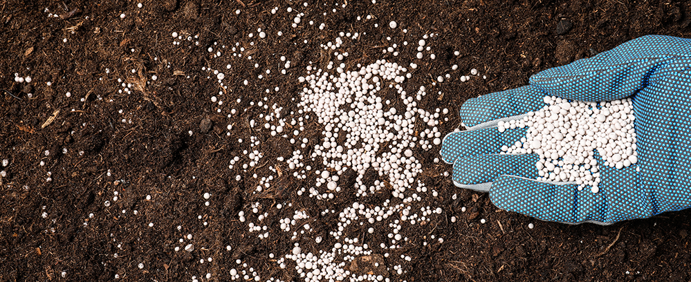 A gardener wearing gardening gloves and putting granular fertilizer into their soil bed.