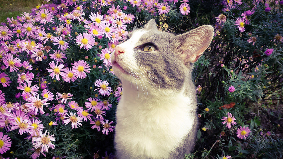 Cat looking to the side in front of pink and purple flowers