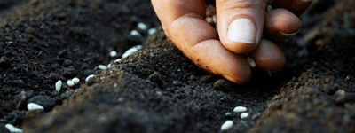Are coated (pelleted) seeds really worth the hype? - Ferry-Morse
