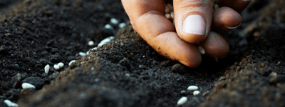 Are coated (pelleted) seeds really worth the hype?