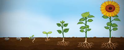 Beginner gardening: How a plant is grown from seed and the easiest plants to grow for beginners