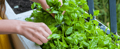 Beginner gardening: How to grow your own indoor or outdoor herb garden