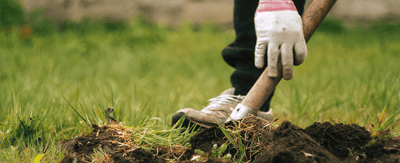 Beginner gardening: How to start a backyard garden from seed in 9 easy steps - Ferry-Morse