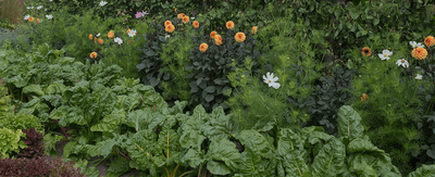 Companion Planting: Breaking down the concept of companion planting and identifying which plants benefit others and why - Ferry-Morse