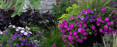Creating Statement Containers for Your Garden, Yard or Patio - Ferry-Morse