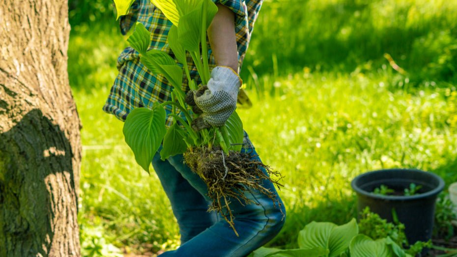 Extend Your Growing Season With Succession Planting - Ferry-Morse