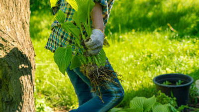 Extend Your Growing Season With Succession Planting